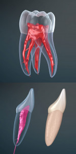 اسکرین شات 5 برنامه Dental 3D Illustrations