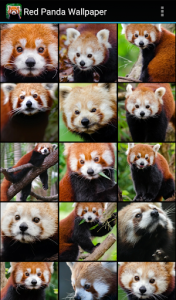 اسکرین شات برنامه Red Panda Wallpaper 1