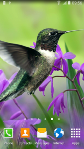 اسکرین شات برنامه Hummingbirds Live Wallpaper 2