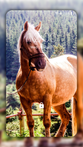 اسکرین شات 6 برنامه Horse Wallpaper HD: Themes