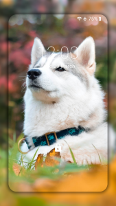 اسکرین شات برنامه Husky dog Wallpaper HD Themes 5