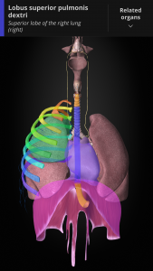 اسکرین شات برنامه Anatomyka - 3D Anatomy Atlas 8