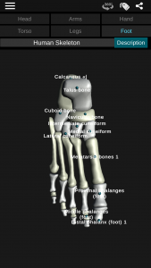 اسکرین شات برنامه Osseous System in 3D (Anatomy) 5