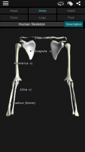 اسکرین شات برنامه Osseous System in 3D (Anatomy) 7