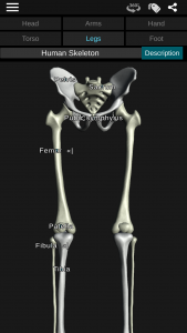 اسکرین شات برنامه Osseous System in 3D (Anatomy) 4