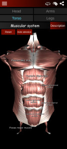 اسکرین شات برنامه Muscular System 3D (anatomy) 3