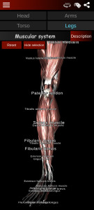 اسکرین شات برنامه Muscular System 3D (anatomy) 4