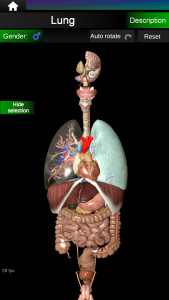 اسکرین شات 2 برنامه Internal Organs in 3D Anatomy
