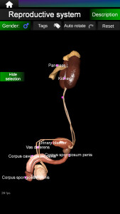 اسکرین شات برنامه Internal Organs in 3D Anatomy 6