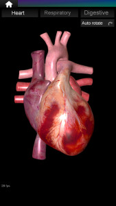 اسکرین شات 8 برنامه Internal Organs in 3D Anatomy