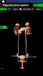 اسکرین شات 7 برنامه Internal Organs in 3D Anatomy