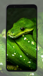 اسکرین شات برنامه Snake Wallpapers 7