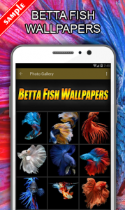 اسکرین شات برنامه Betta Fish Wallpapers 1