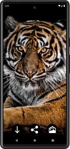 اسکرین شات برنامه Tiger Wallpapers | Cool tigers 1