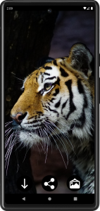 اسکرین شات برنامه Tiger Wallpapers | Cool tigers 2