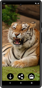 اسکرین شات برنامه Tiger Wallpapers | Cool tigers 5