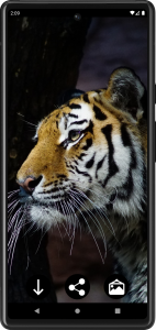 اسکرین شات برنامه Tiger Wallpapers | Cool tigers 3