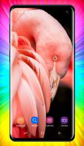 اسکرین شات برنامه Flamingo Wallpaper 6