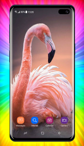 اسکرین شات برنامه Flamingo Wallpaper 2