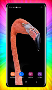 اسکرین شات برنامه Flamingo Wallpaper 3