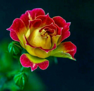 اسکرین شات برنامه Flower Rose Animated Image Gif 8