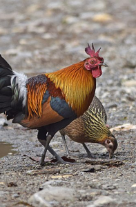 اسکرین شات برنامه Red junglefowl sounds 1