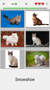 اسکرین شات بازی Cats Quiz Guess Popular Breeds 2