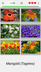 اسکرین شات بازی Flowers Quiz - Identify Plants 2