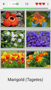 اسکرین شات بازی Flowers - Botanical Quiz about Beautiful Plants 7