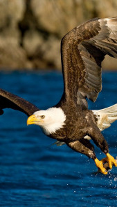 اسکرین شات 4 برنامه Eagle Wallpapers