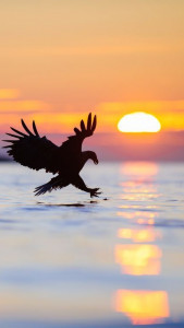 اسکرین شات 2 برنامه Eagle Wallpapers