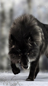 اسکرین شات برنامه Black Wolf Wallpapers 1