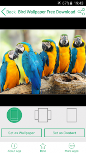 اسکرین شات برنامه Bird Wallpaper Free Download 3