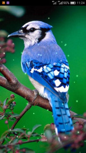 اسکرین شات برنامه Birds Sounds Ringtones 7