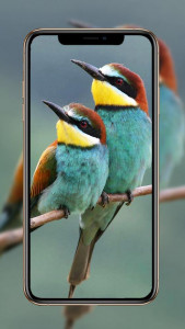 اسکرین شات برنامه Birds Wallpaper 2