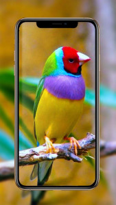 اسکرین شات برنامه Birds Wallpaper 1