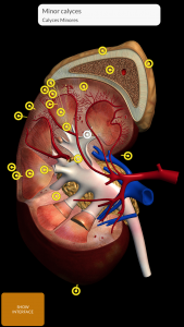 اسکرین شات برنامه Anatomy 3D Atlas 5