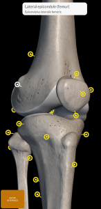 اسکرین شات برنامه Skeleton | 3D Anatomy 3