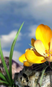 اسکرین شات برنامه Nature Live ❁ Spring Flowers 3D 2