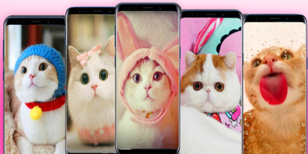 اسکرین شات برنامه cute cats Wallpaper 4