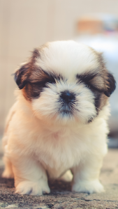 اسکرین شات برنامه Cute Puppy Wallpapers: Cutest Pictures of Puppies 1