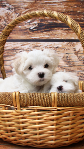 اسکرین شات برنامه Cute Puppy Wallpapers: Cutest Pictures of Puppies 2