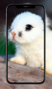اسکرین شات 8 برنامه Cute Animal Wallpapers