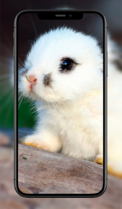 اسکرین شات 8 برنامه Cute Animal Wallpapers