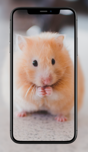 اسکرین شات 5 برنامه Cute Animal Wallpapers