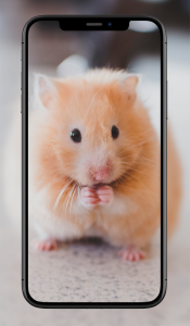 اسکرین شات 5 برنامه Cute Animal Wallpapers