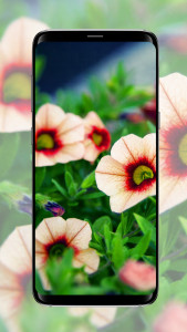 اسکرین شات برنامه Flower wallpaper 6
