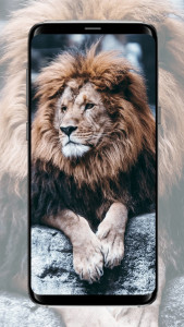 اسکرین شات برنامه Lion Wallpaper 5