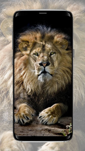 اسکرین شات برنامه Lion Wallpaper 8