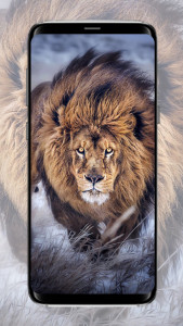 اسکرین شات برنامه Lion Wallpaper 2